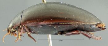 Media type: image;   Entomology 6042 Aspect: habitus lateral view